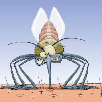 komár, zvířata, vlasy, mouchy, rodina, infekce, malárie Dedmazay - Dreamstime