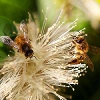 Pixwords Obraz s včely, příroda, včela, polen, květina Sheryl Caston - Dreamstime