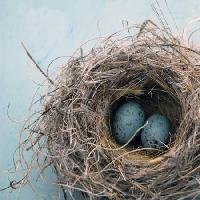 Pixwords Obraz s hnízdo, vejce, pták, modrá, domů, Antaratma Microstock Images © Elena Ray - Dreamstime