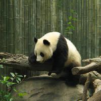 Pixwords Obraz s panda, medvěd, malý, černý, bílý, dřevo, les Nathalie Speliers Ufermann - Dreamstime