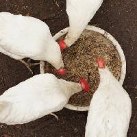 kuřata, jíst, jídlo, mísa, bílá, obilí, pšenice Alexei Poselenov - Dreamstime