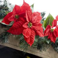 Pixwords Obraz s vánoční hvězdy, květina, červená, zahrada, rostliny, vánoční Jose Gil - Dreamstime
