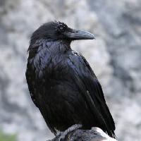 pták, černý, vrchol Matthew Ragen - Dreamstime