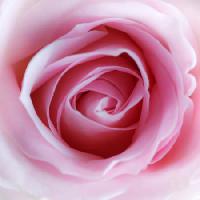 Pixwords Obraz s květ, růžová Misterlez - Dreamstime