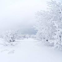 zimní, bílá, strom Kutt Niinepuu - Dreamstime