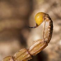 Scorpion, zvíøe, hmyz Mauro Rodrigues (Membio)