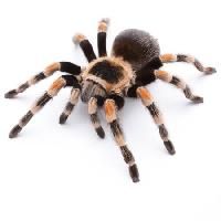 Pixwords Obraz s zvíře, hmyz, pavouk, nohy Okea - Dreamstime