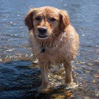 pes, vodě, živočišných Emilyskeels22 - Dreamstime