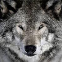 Pixwords Obraz s vlk, živočišných, divoký, pes Alain - Dreamstime