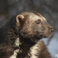 Pixwords Obraz s zvíře, medvěd, divoký, volně žijících živočichů, kožešina Moose Henderson - Dreamstime